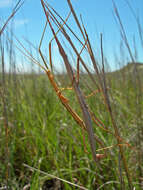 Image of Prairie Walkingstick