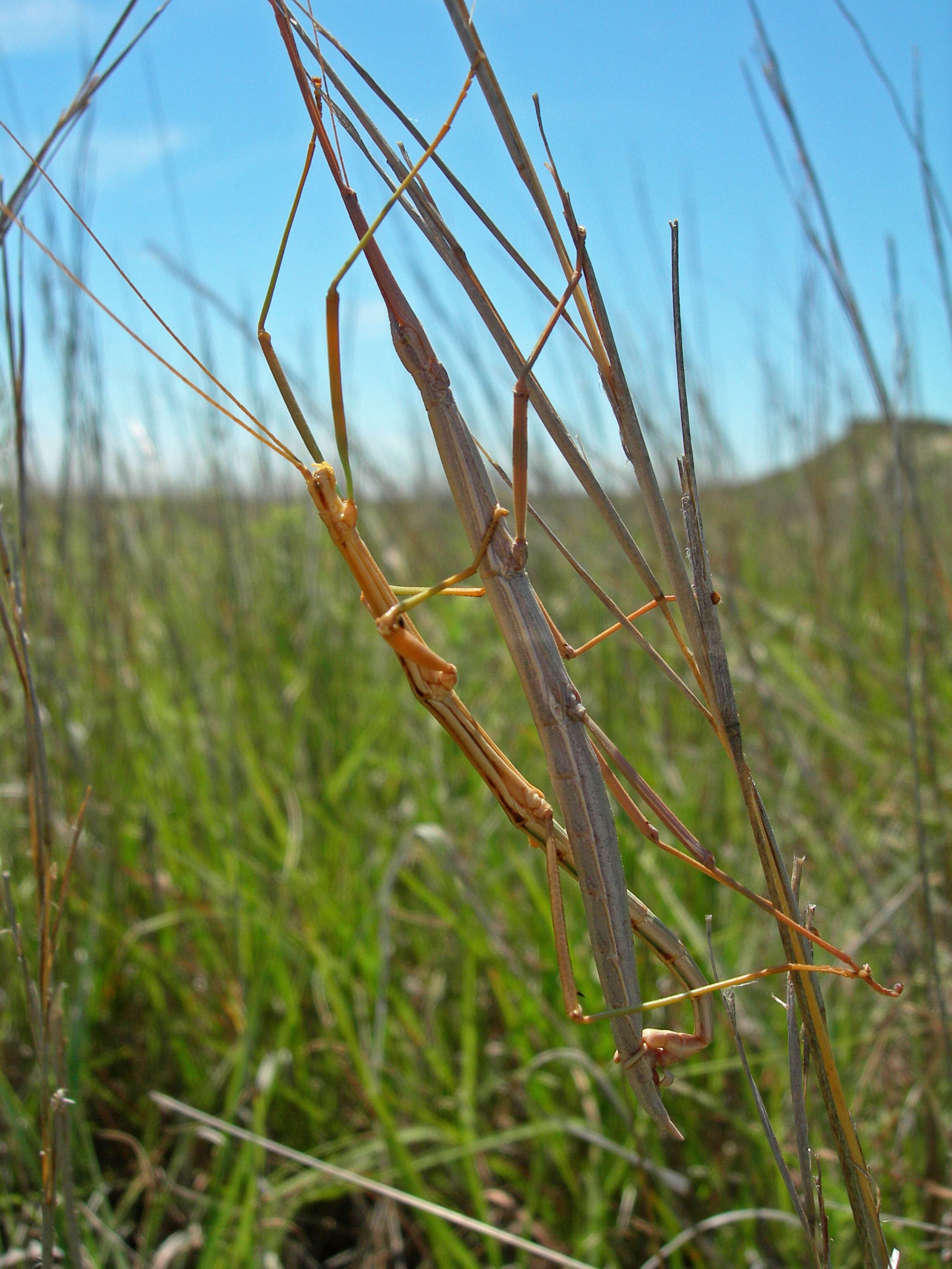 Image of Prairie Walkingstick