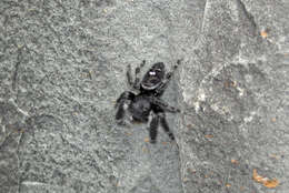 Phidippus audax (Hentz 1845) resmi