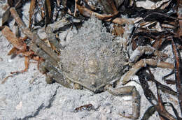 Image of Spider Crabs