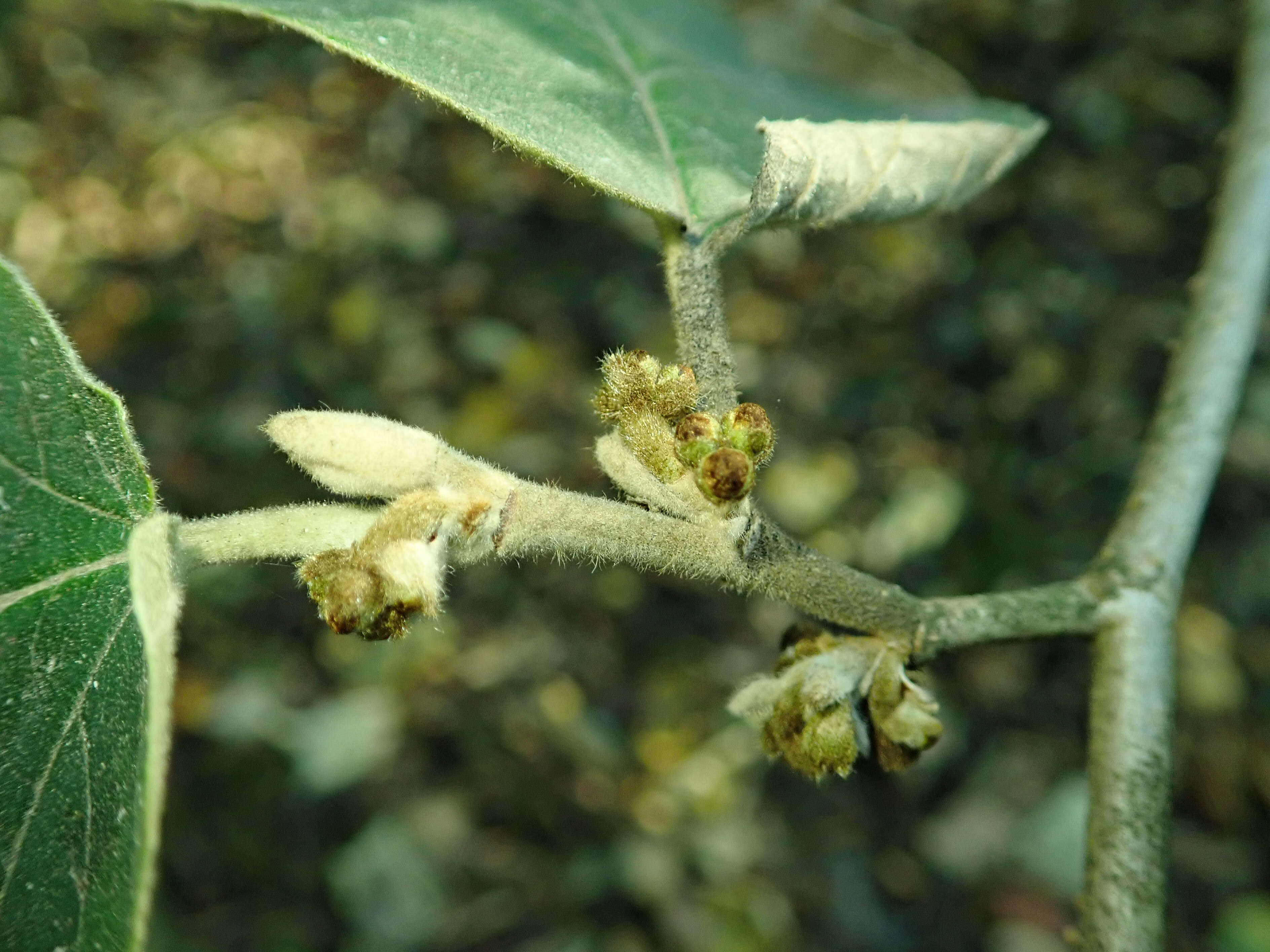 Hamamelis mollis Oliv. resmi