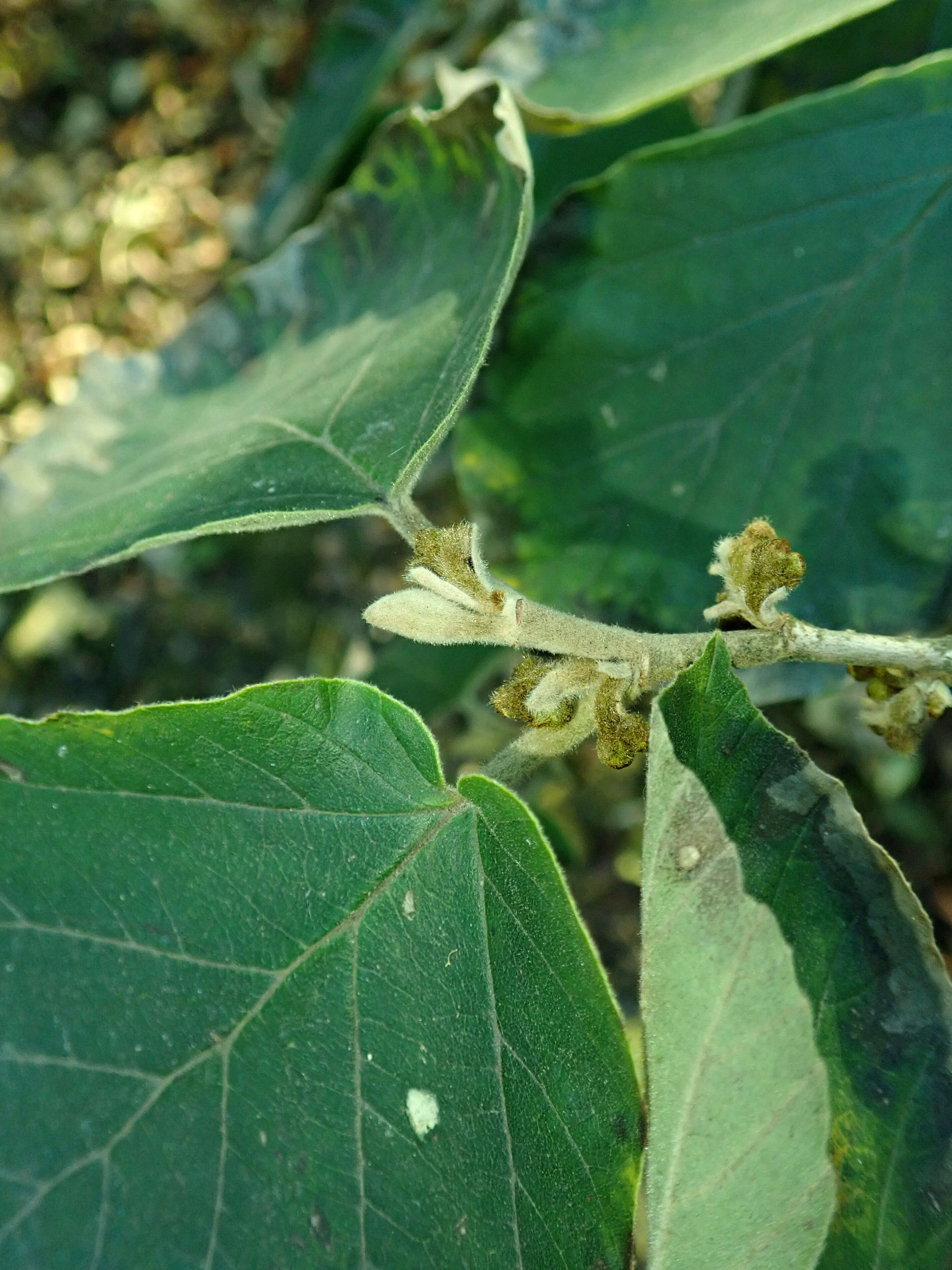 Hamamelis mollis Oliv. resmi