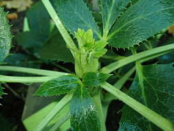 Image of Corsican hellebore