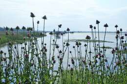 Image of cardoon