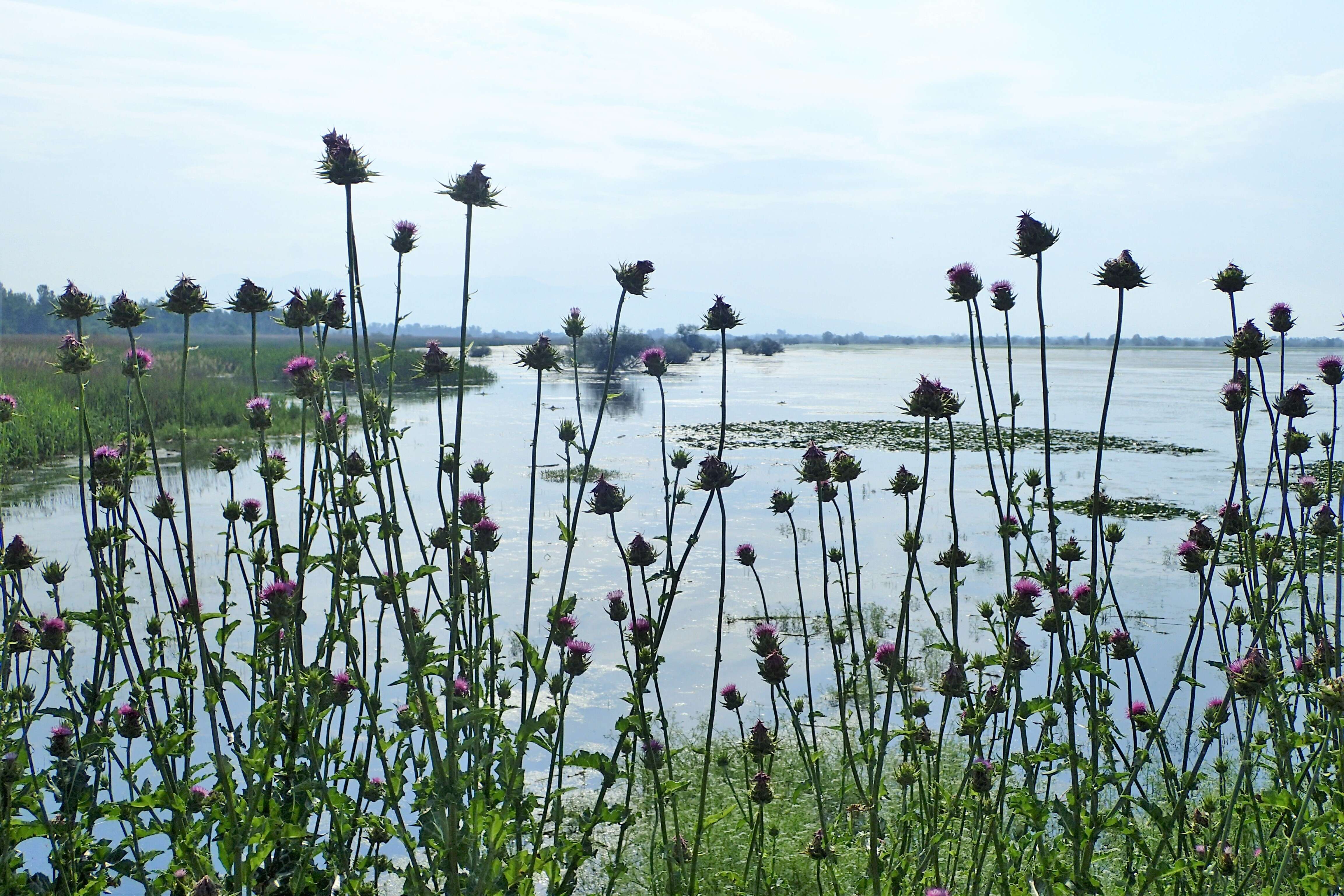 Image of cardoon