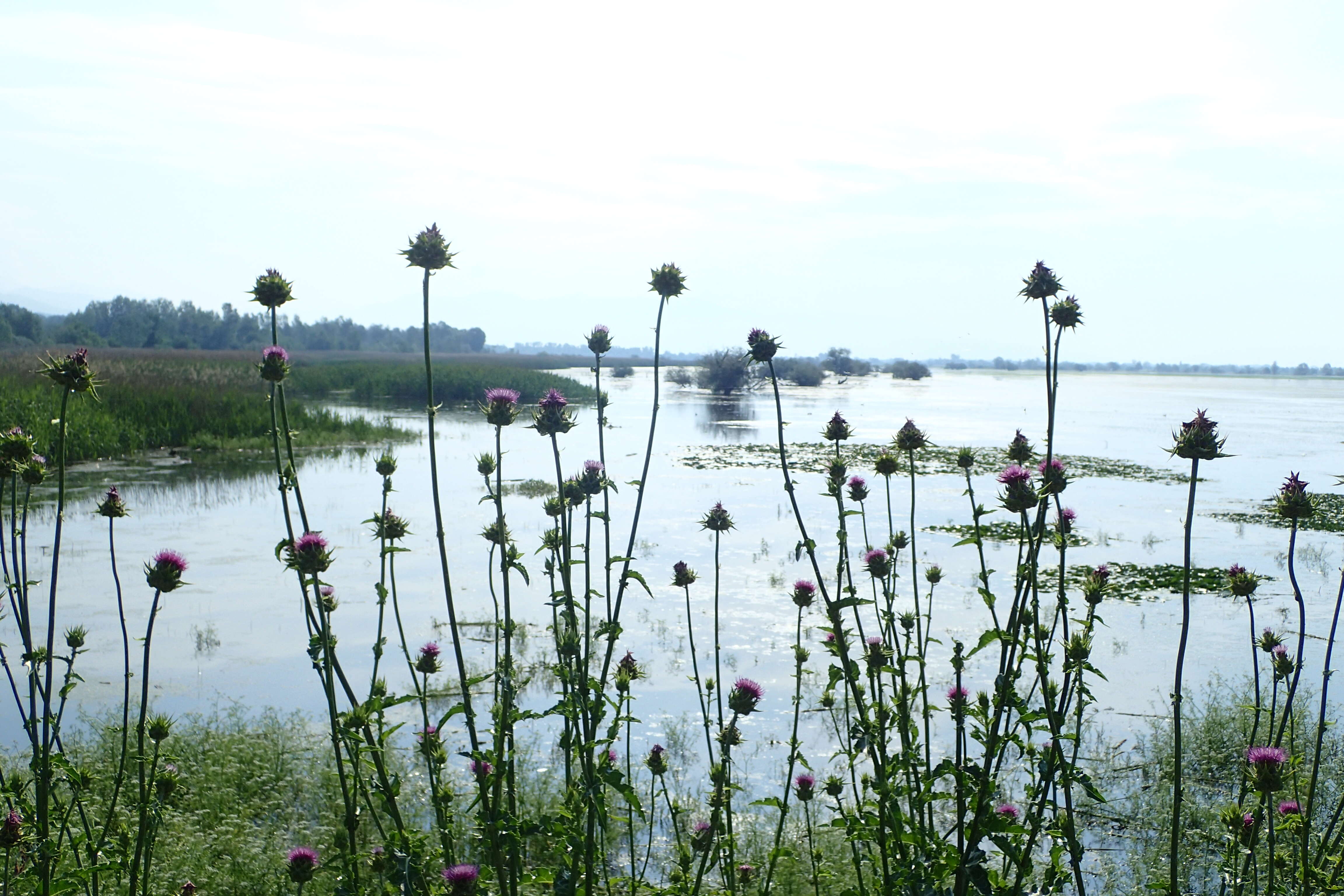 Image of cardoon