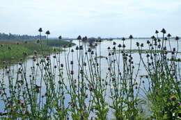 Image of cardoon