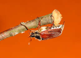 Image of Common cockchafer