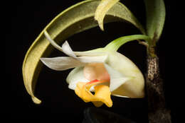 صورة Dendrobium bellatulum Rolfe