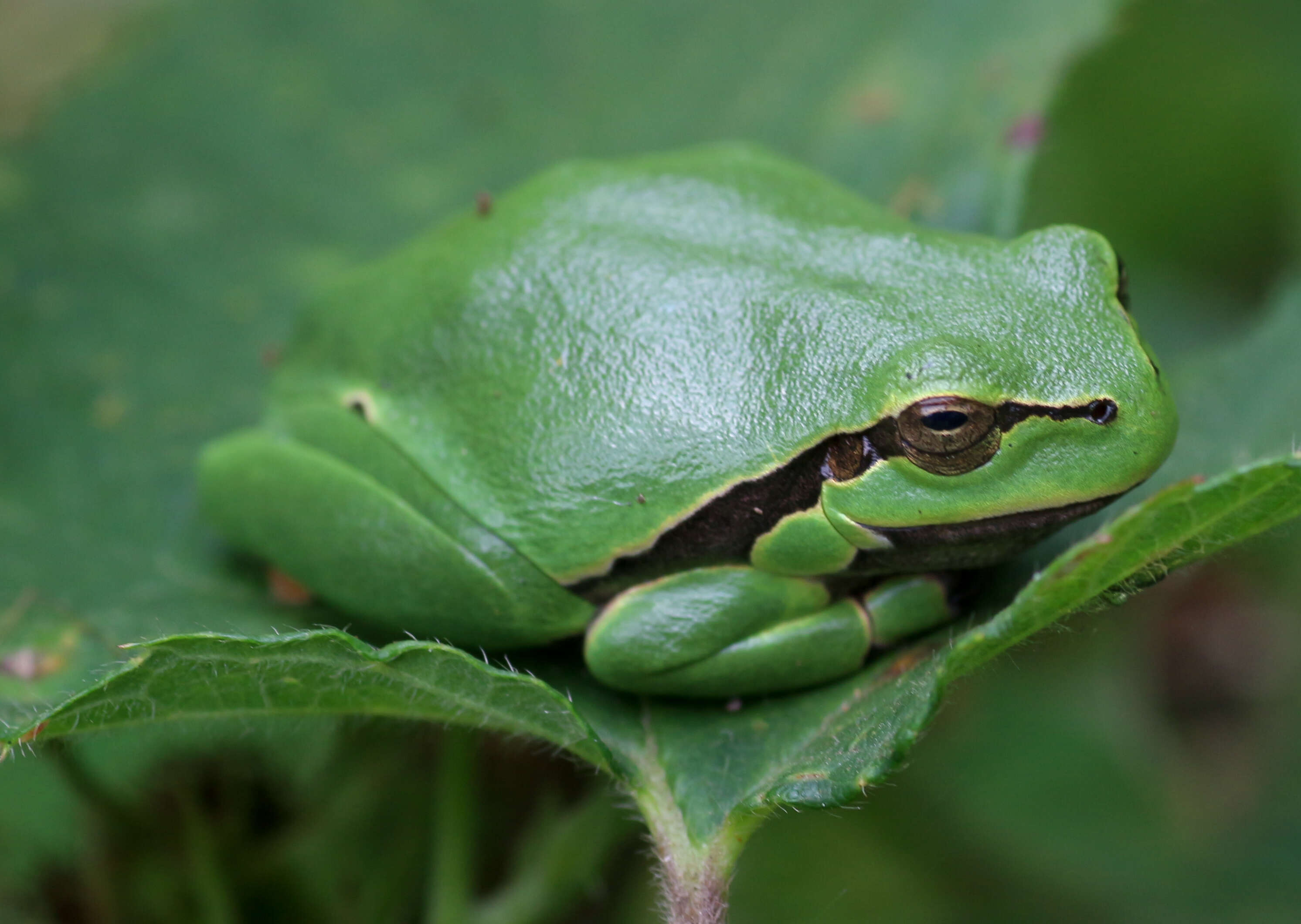 Image of Common tree frog