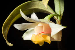 صورة Dendrobium bellatulum Rolfe