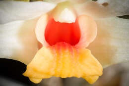 صورة Dendrobium bellatulum Rolfe