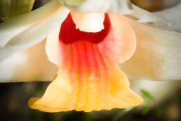 صورة Dendrobium bellatulum Rolfe