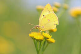 Image of pale cloudedyyellow