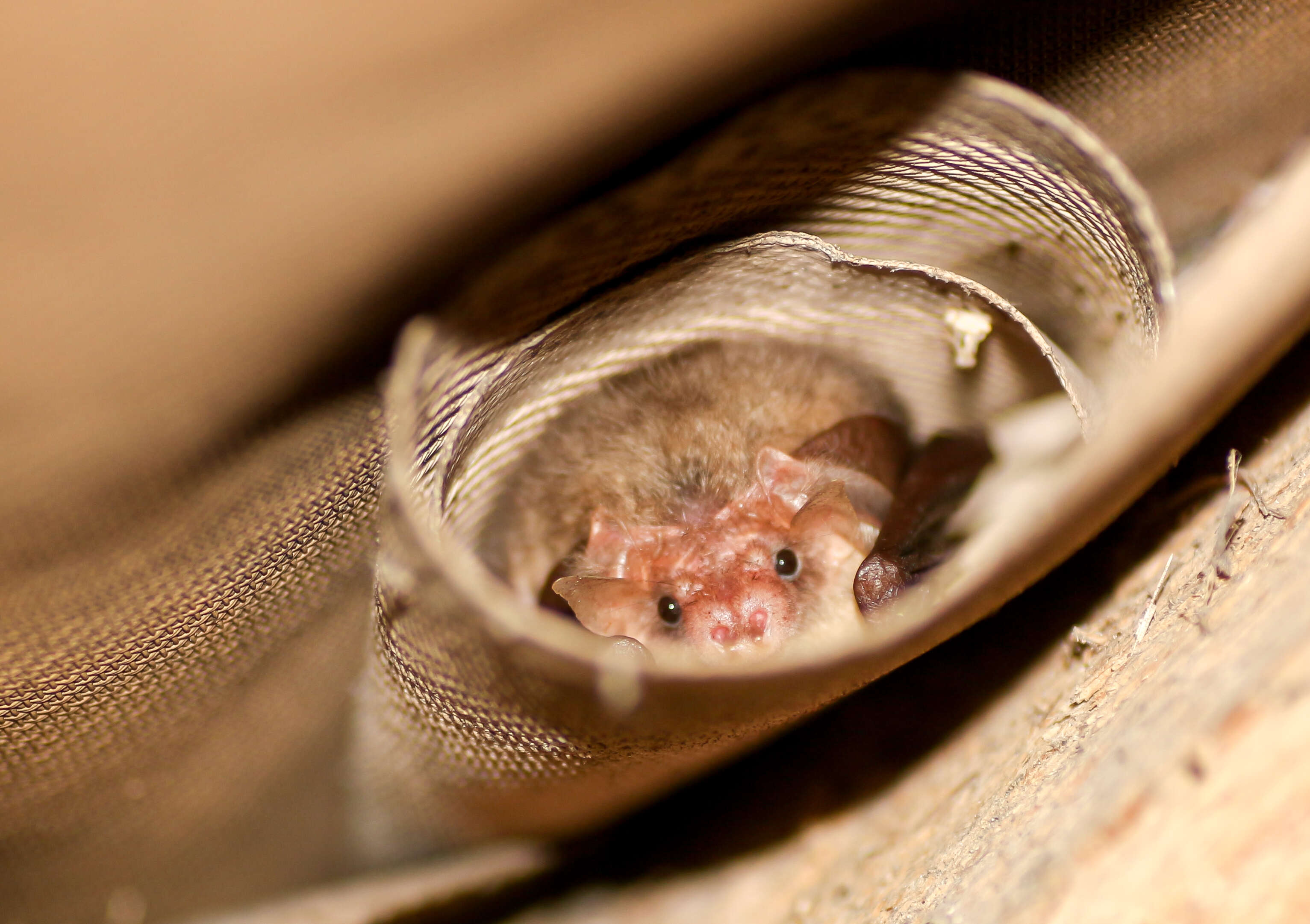 Image of Brown long-eared bat