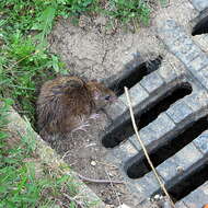 Image of Brown Rat