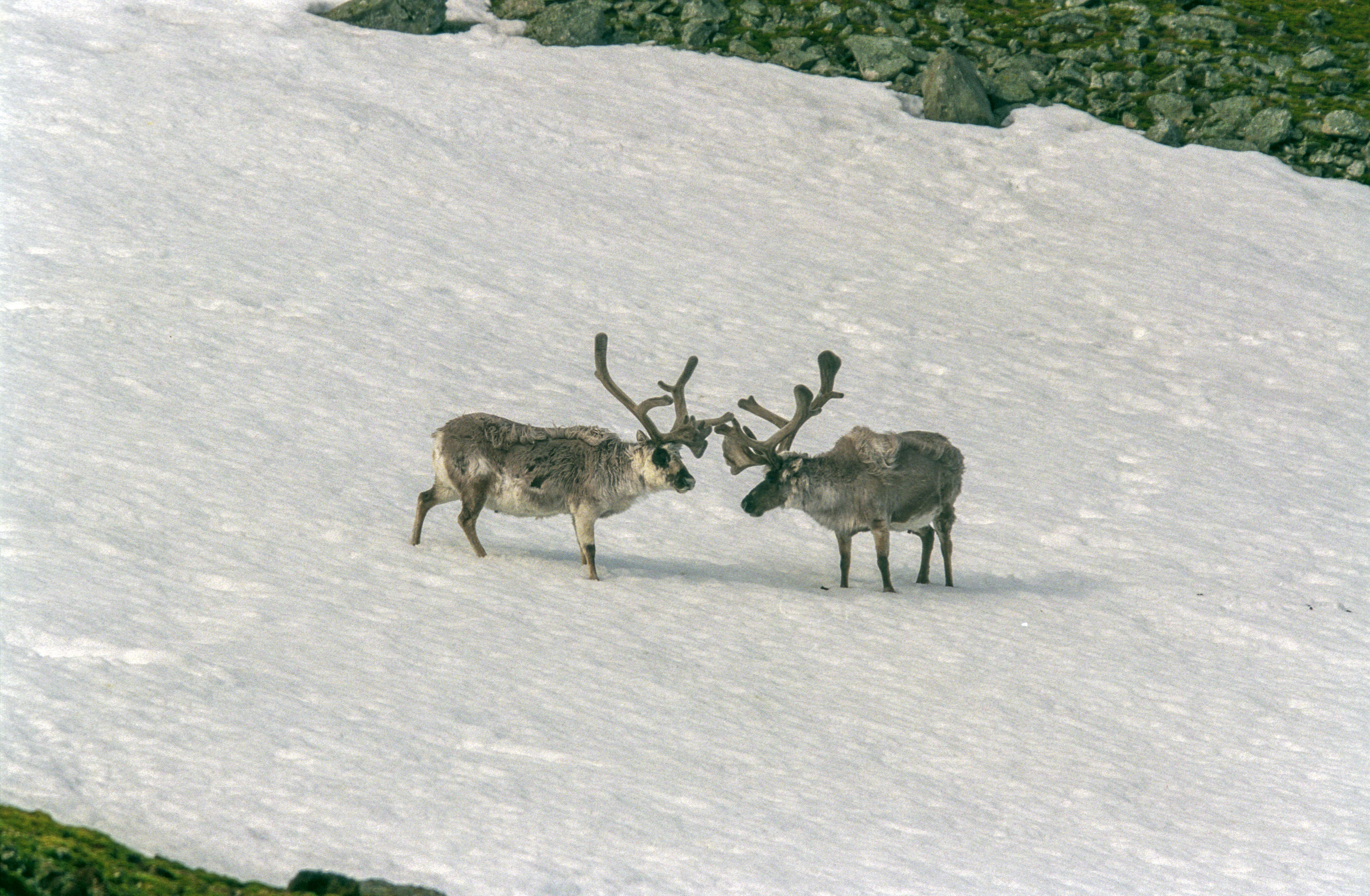 Image of Svalbard reindeer