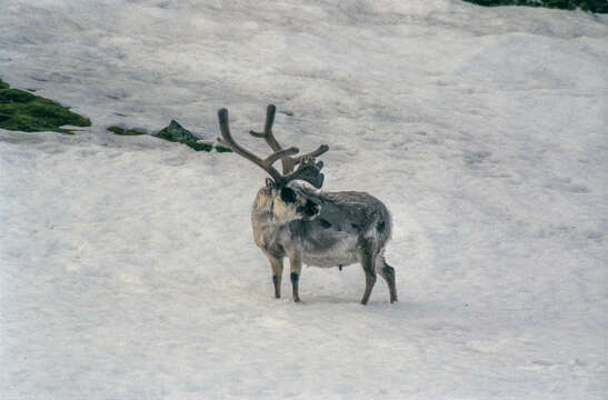 Image of Svalbard reindeer