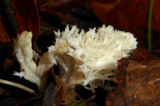 Image of Clavulina coralloides (L.) J. Schröt. 1888