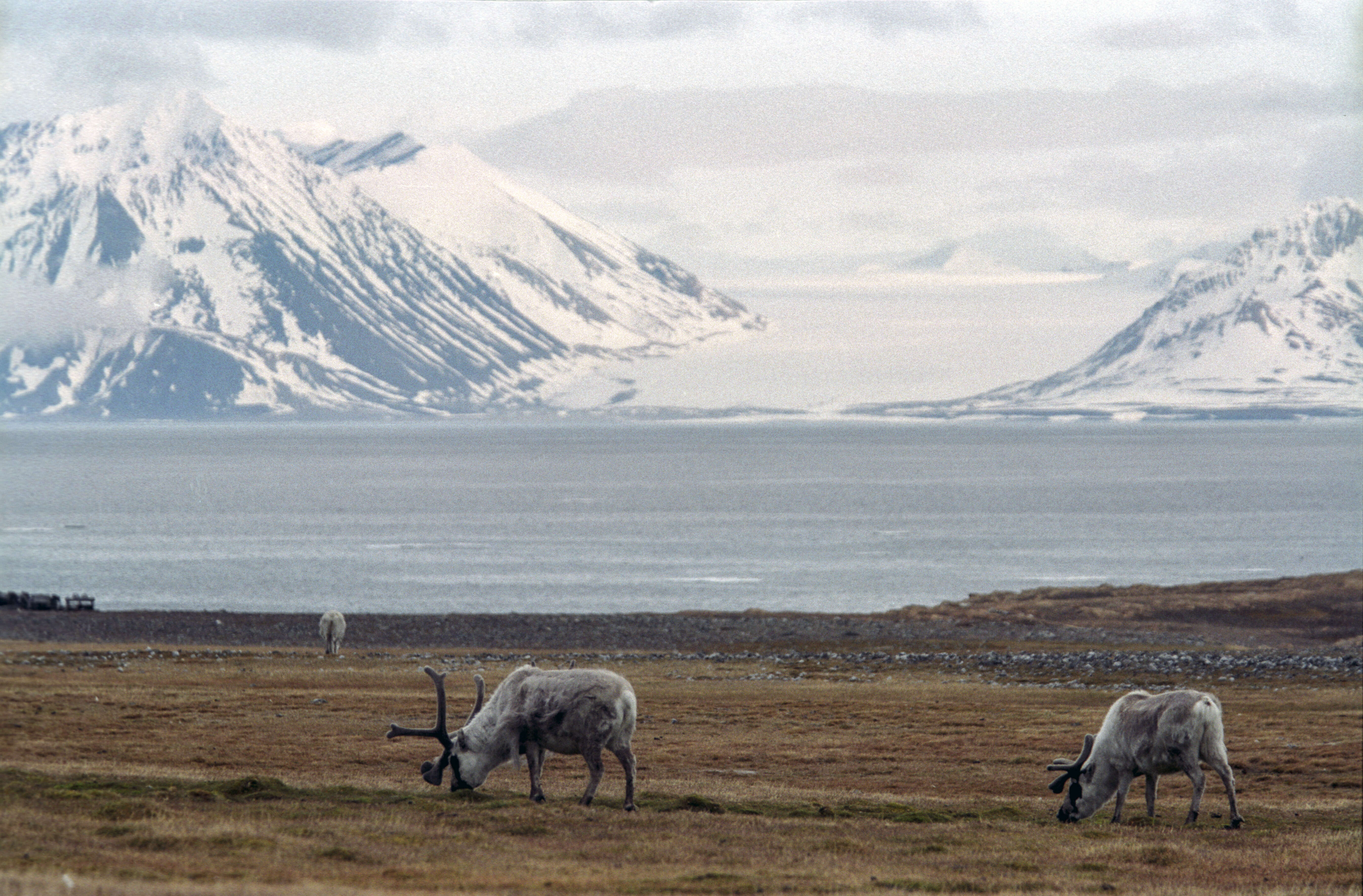 Image of Svalbard reindeer