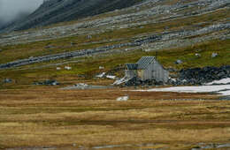 Image of Svalbard reindeer