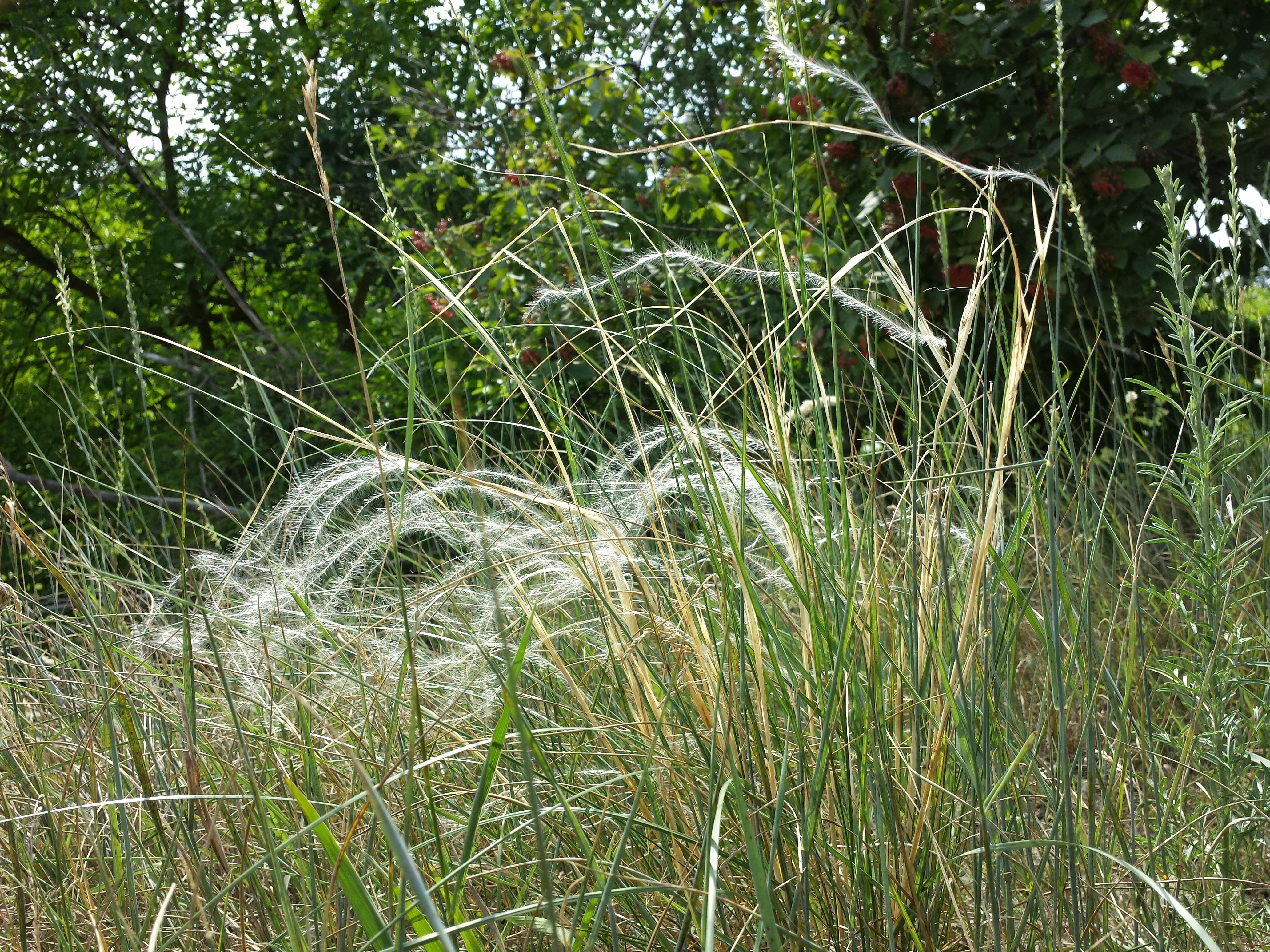 Image of European feather grass