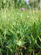 Imagem de Geranium molle L.