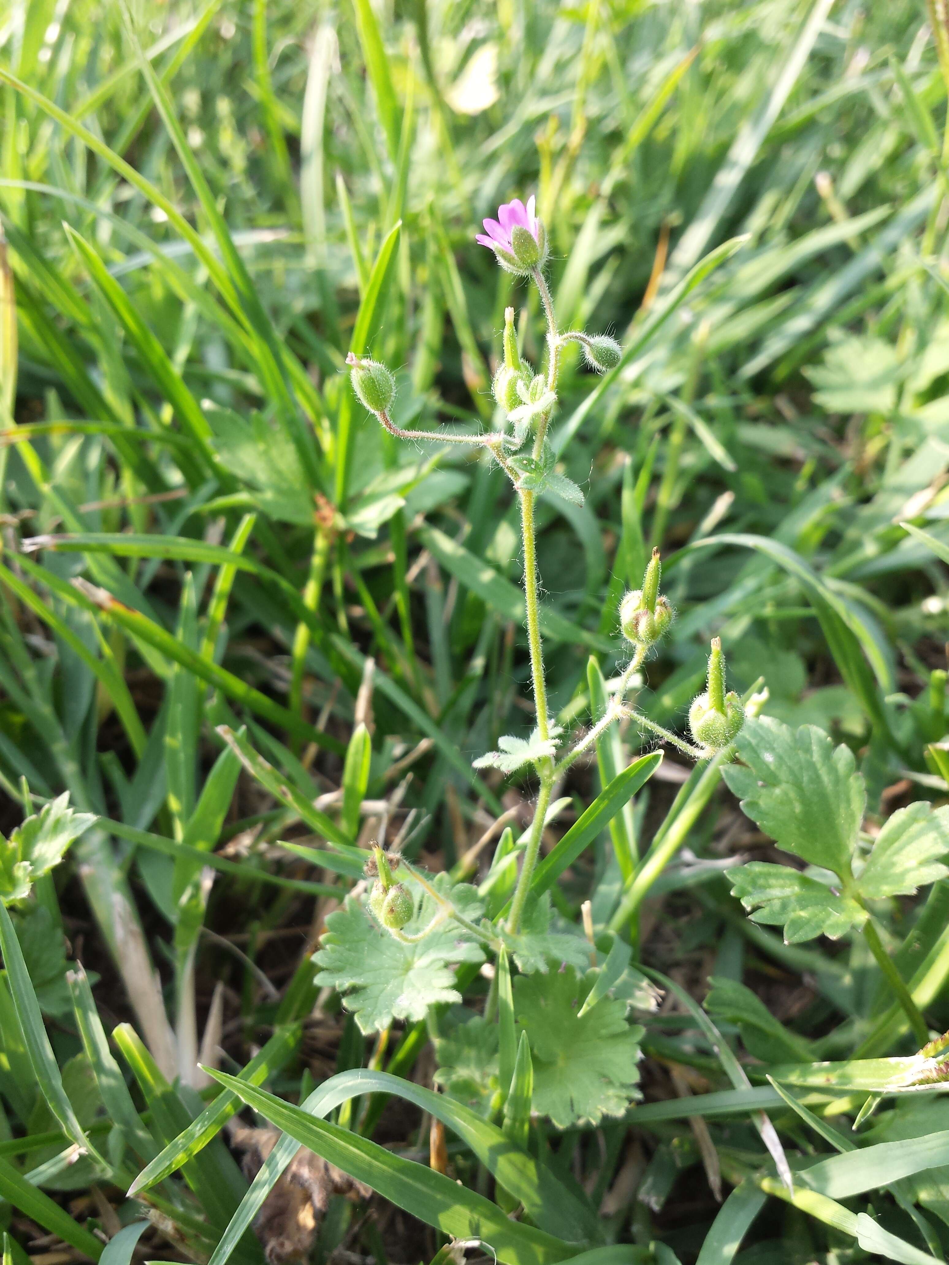 Imagem de Geranium molle L.