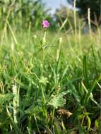 Imagem de Geranium molle L.