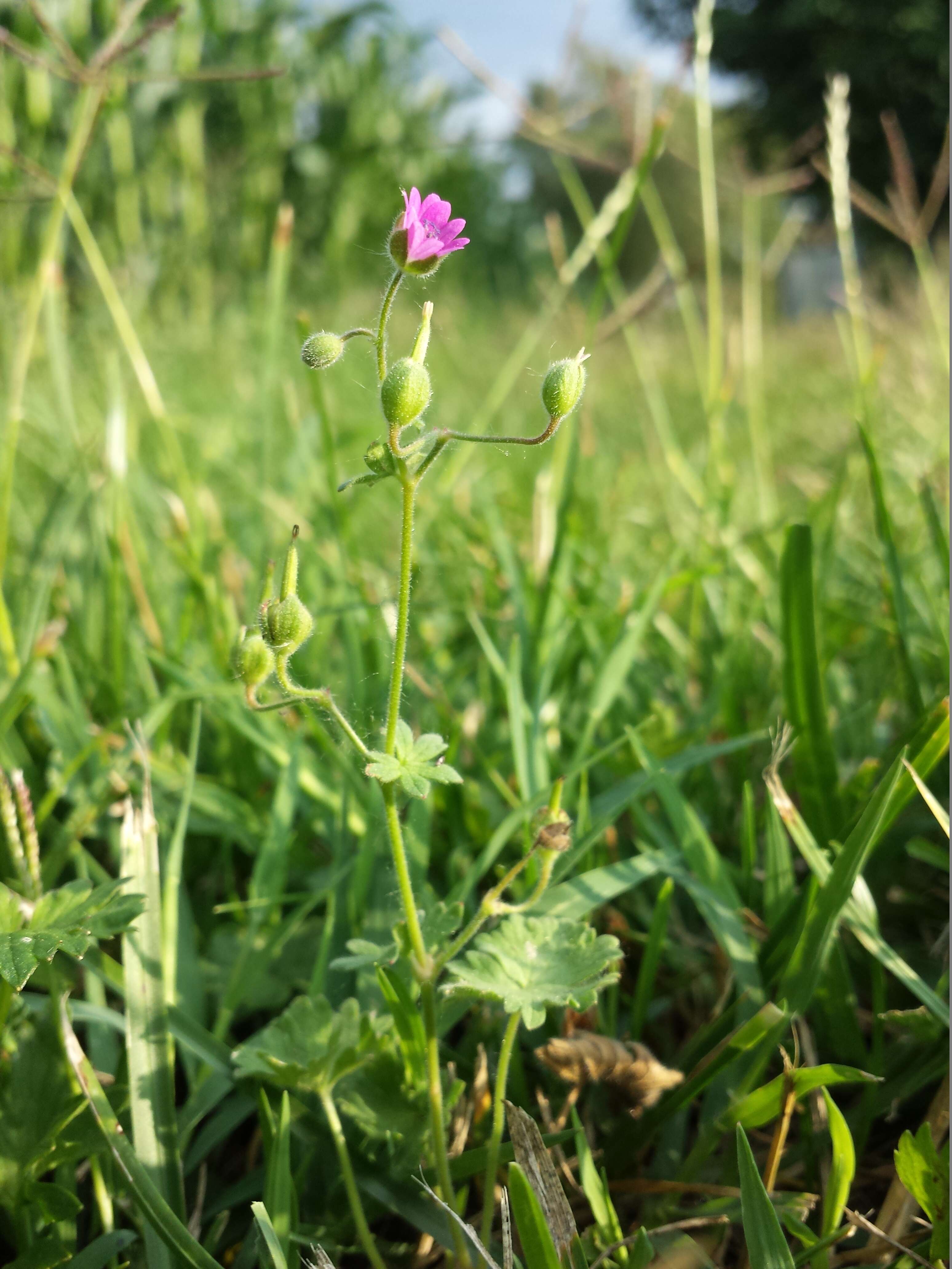 Imagem de Geranium molle L.