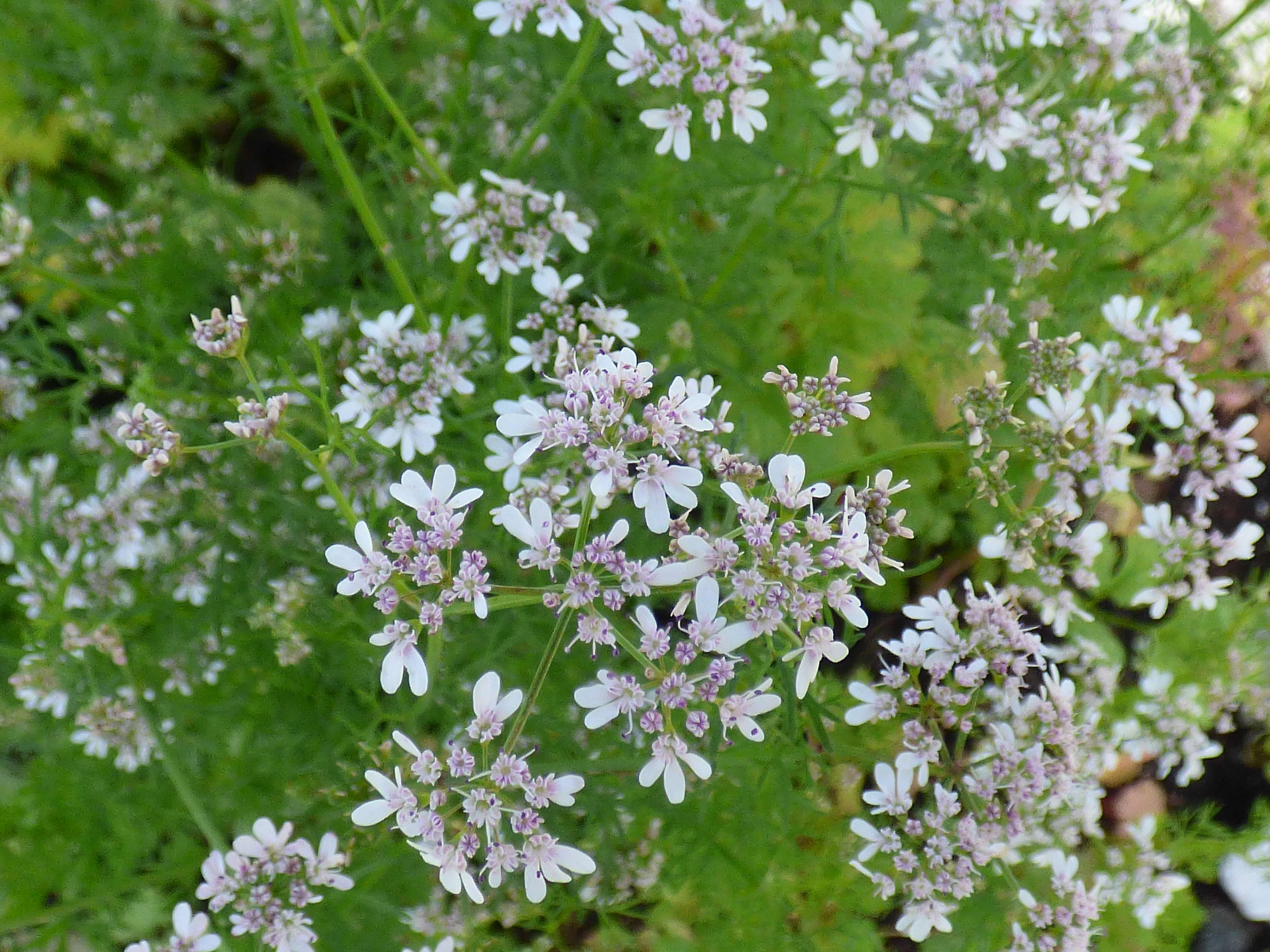 Image of coriander