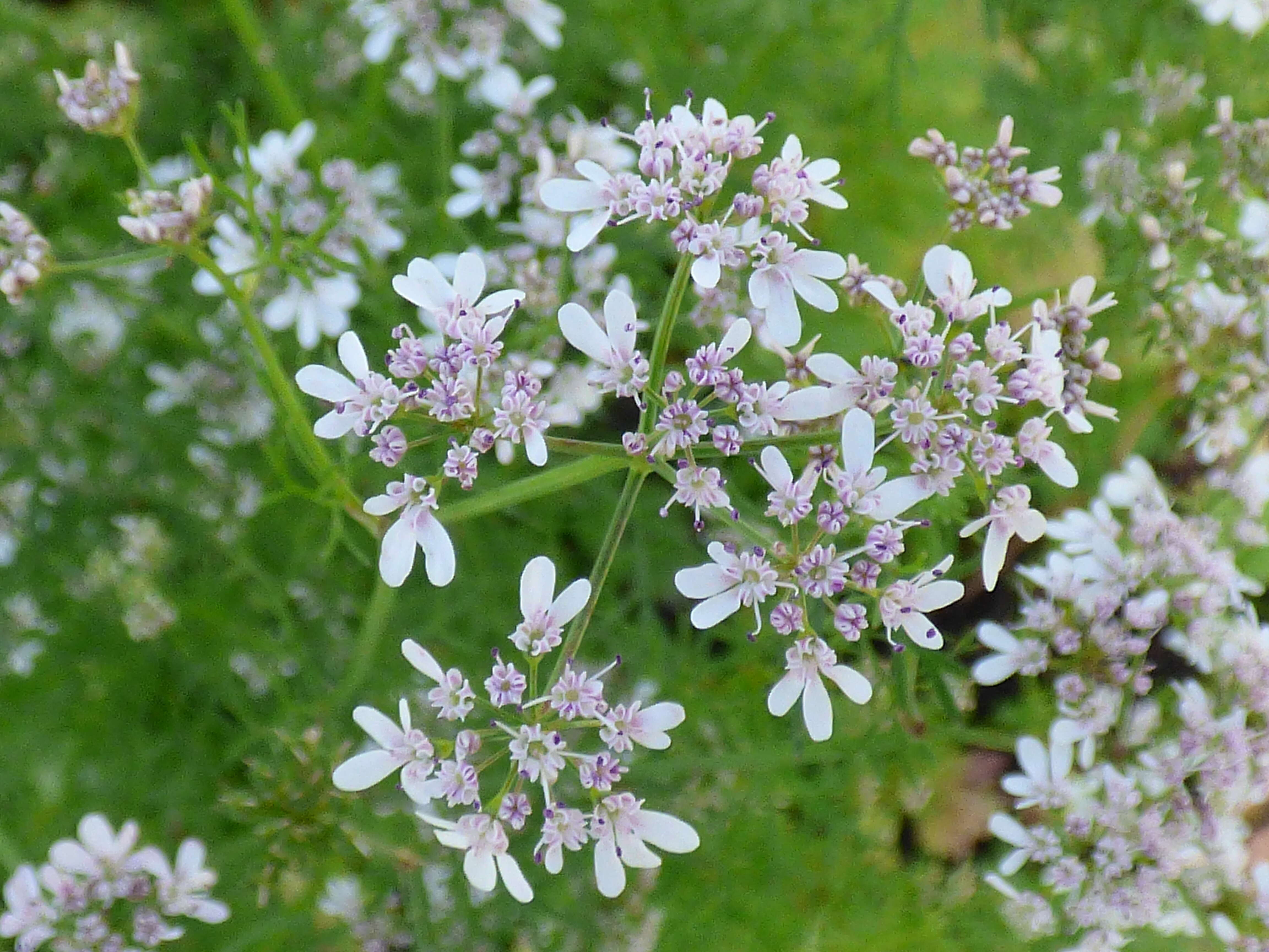 Image of coriander