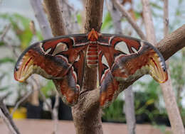 Image de Attacus atlas (Linnaeus 1758)