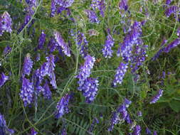 Image of fodder vetch