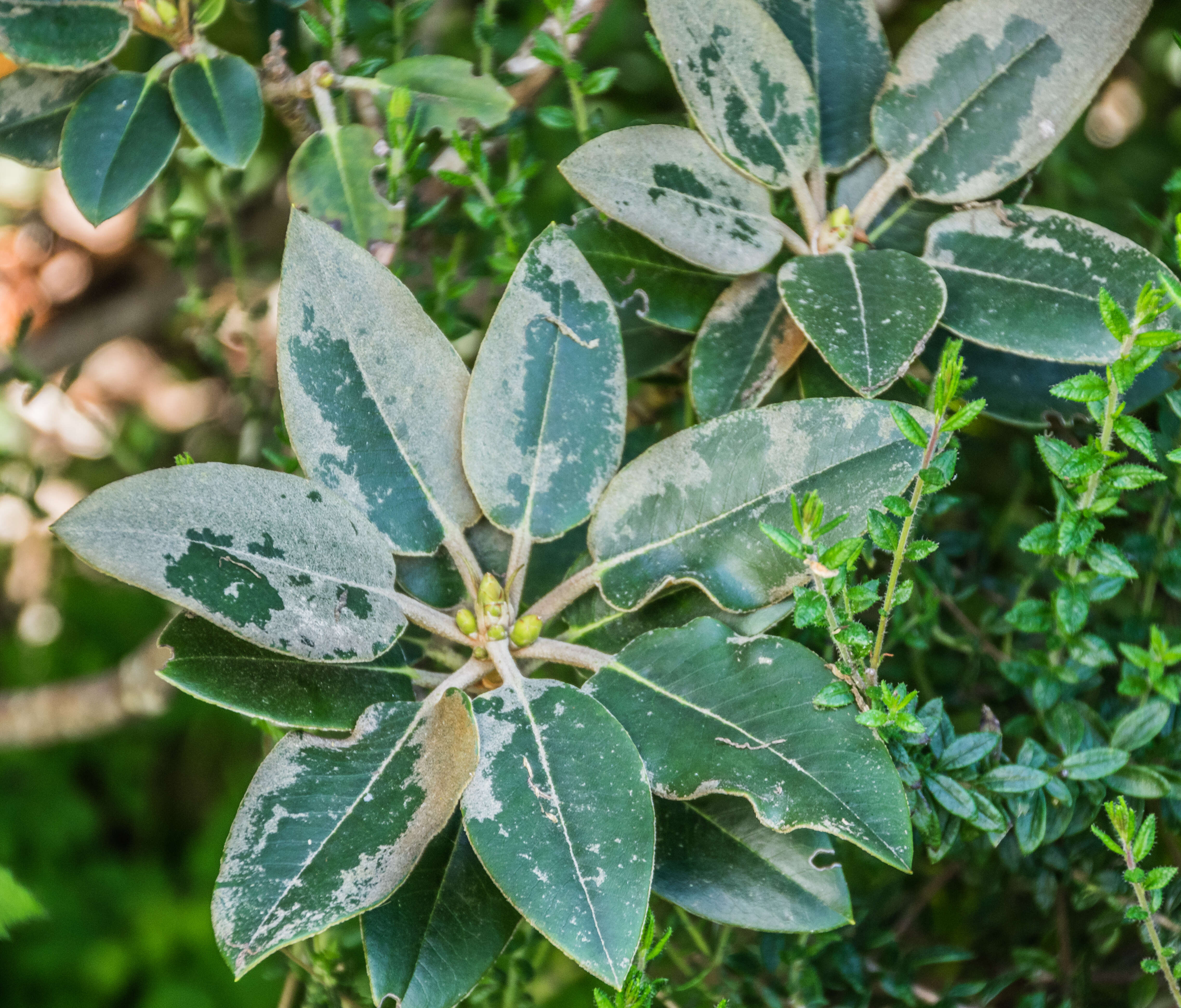 صورة Rhododendron pachysanthum Hayata