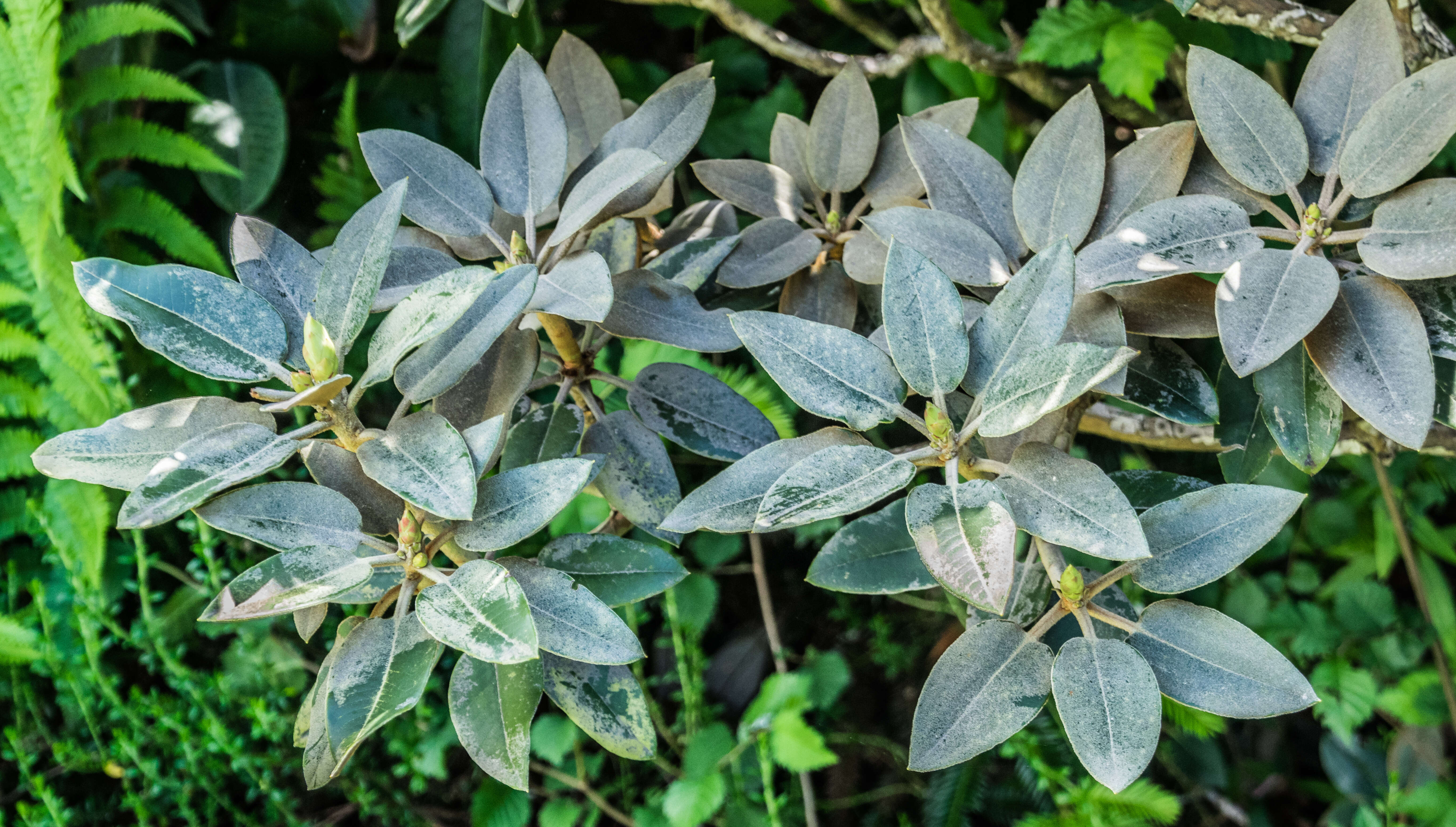 صورة Rhododendron pachysanthum Hayata