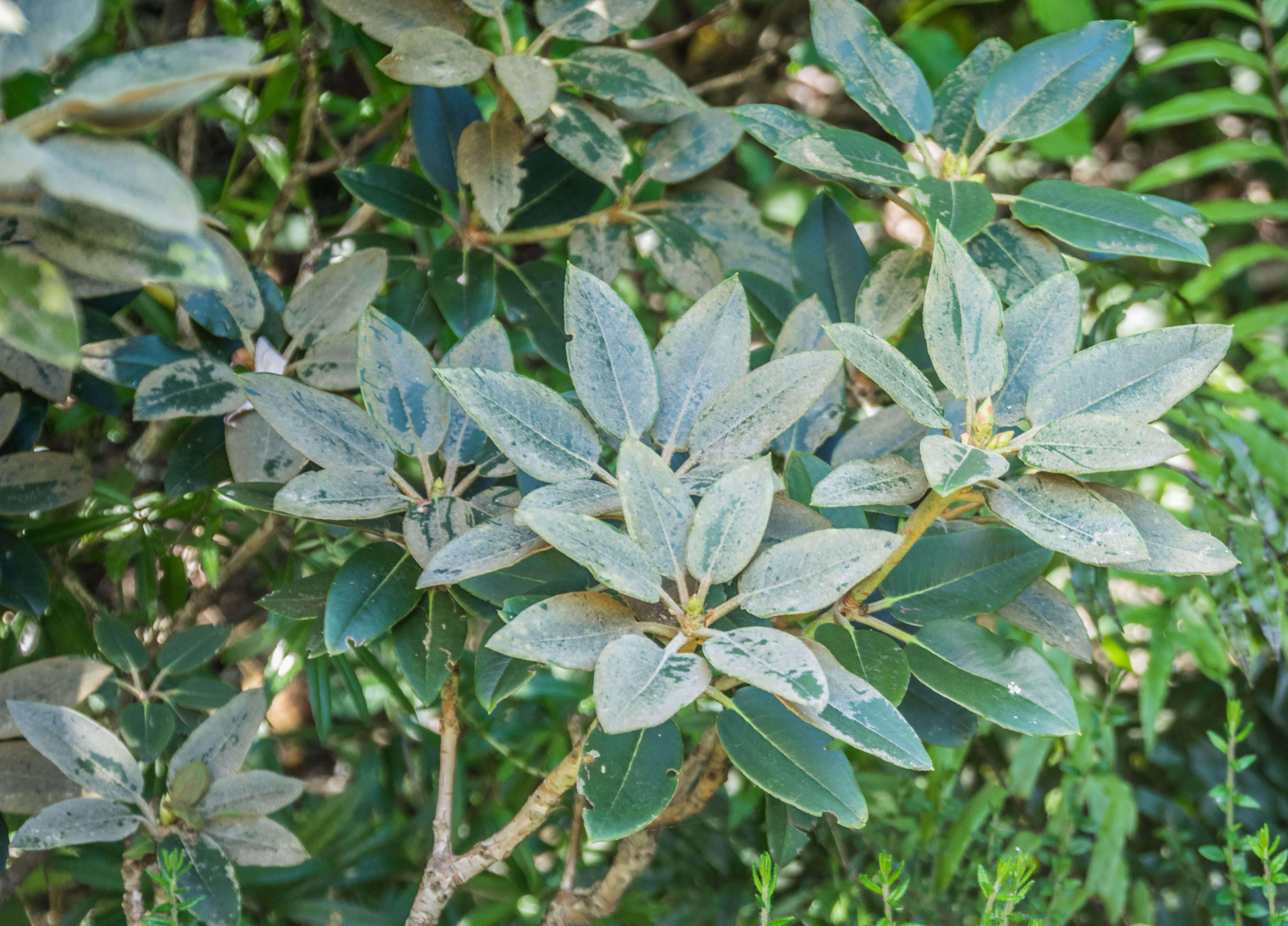 صورة Rhododendron pachysanthum Hayata