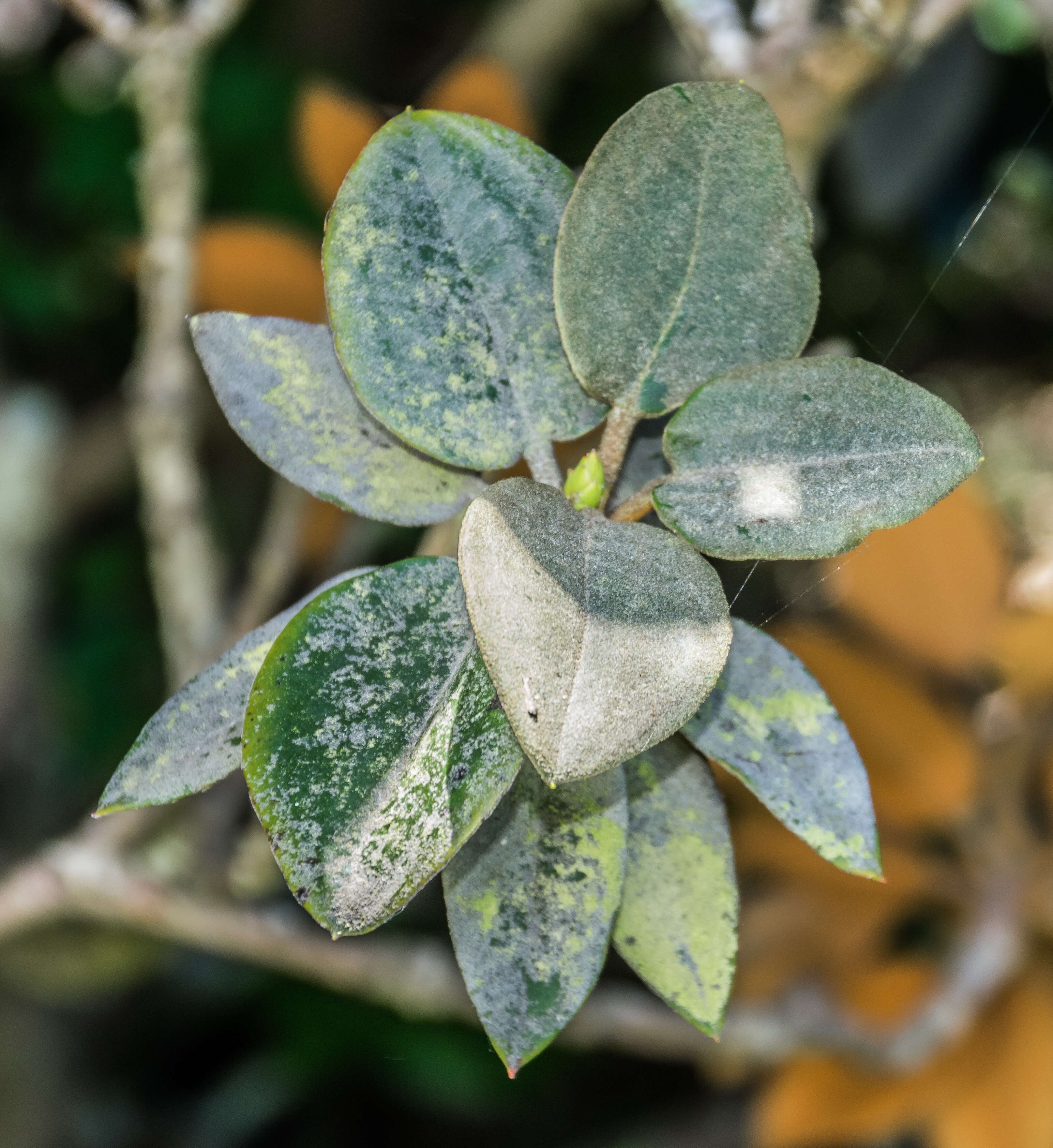 صورة Rhododendron pachysanthum Hayata