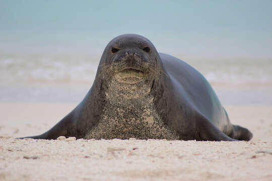 Image of Hawaiian Monk Seal