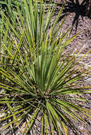 Image of San Angelo yucca