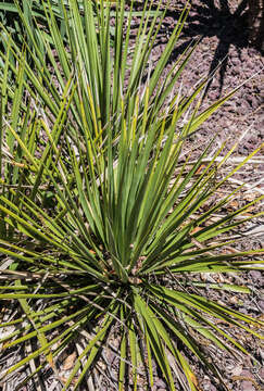 Image of San Angelo yucca