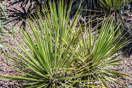 Image of San Angelo yucca