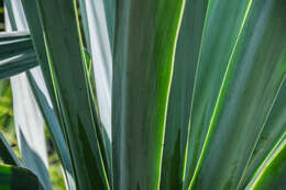 Image of hesperoyucca