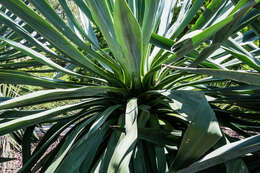 Image of hesperoyucca