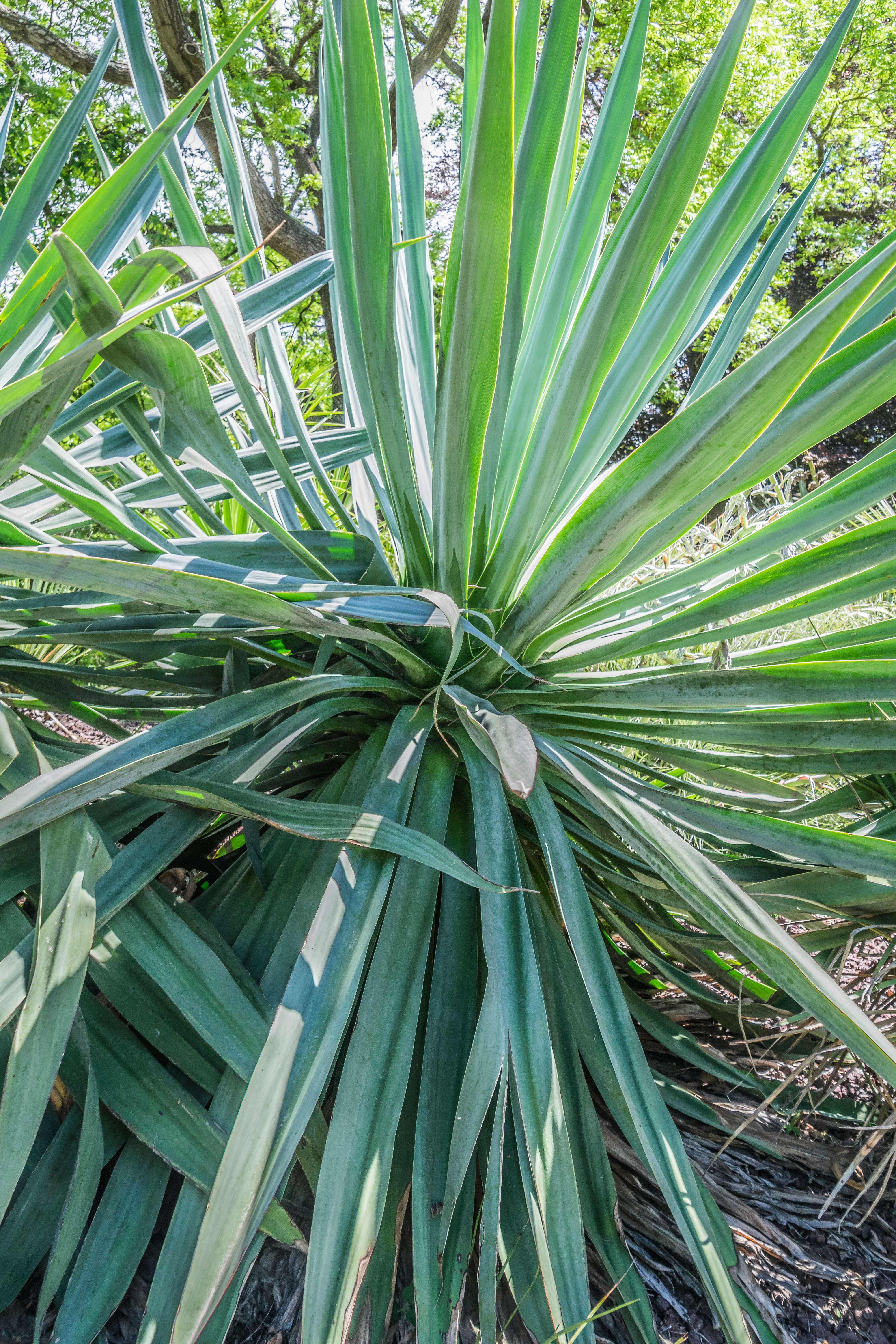 Image of hesperoyucca