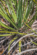 Image of hesperoyucca