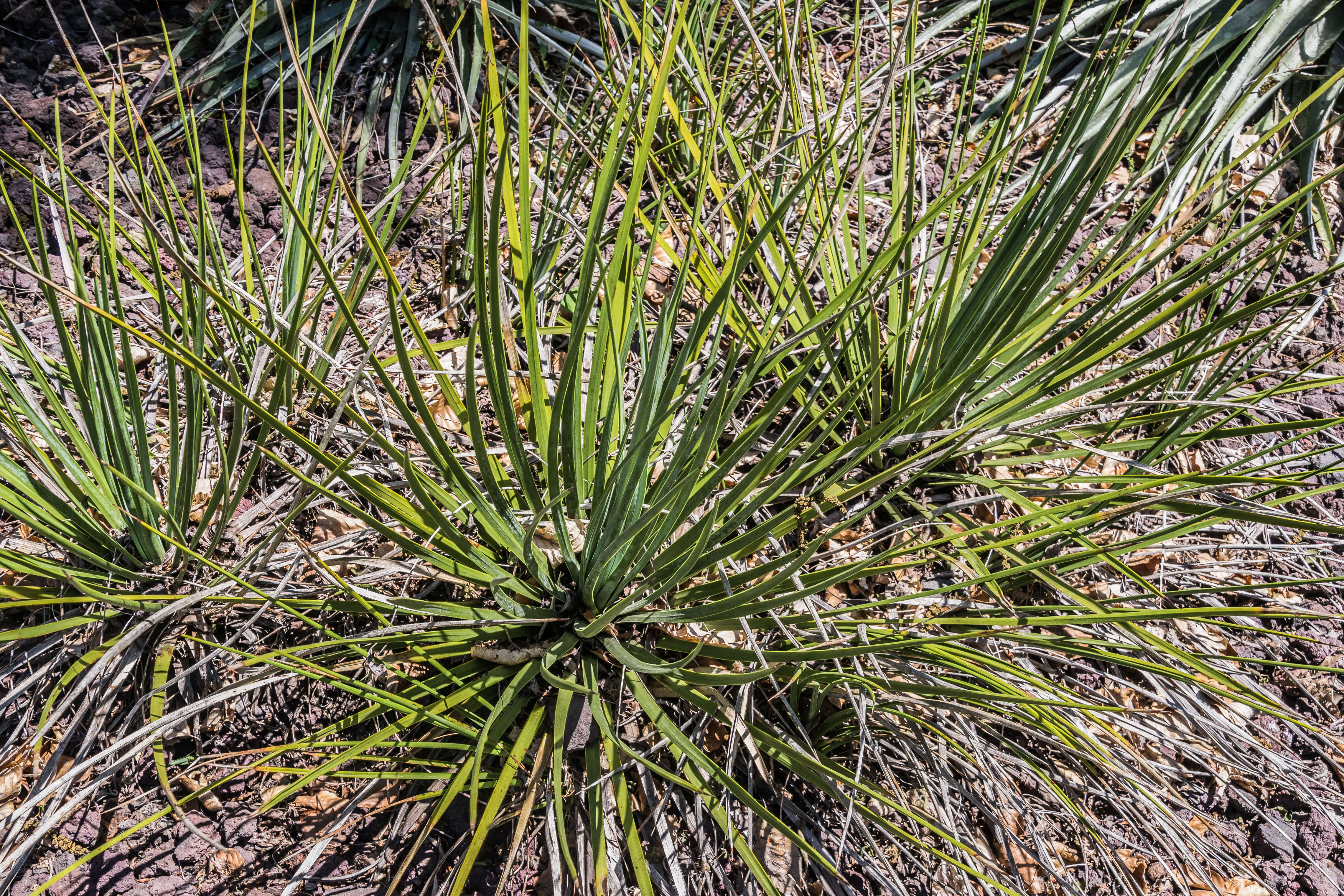 Image of hesperoyucca