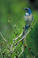 Image of Florida Jay