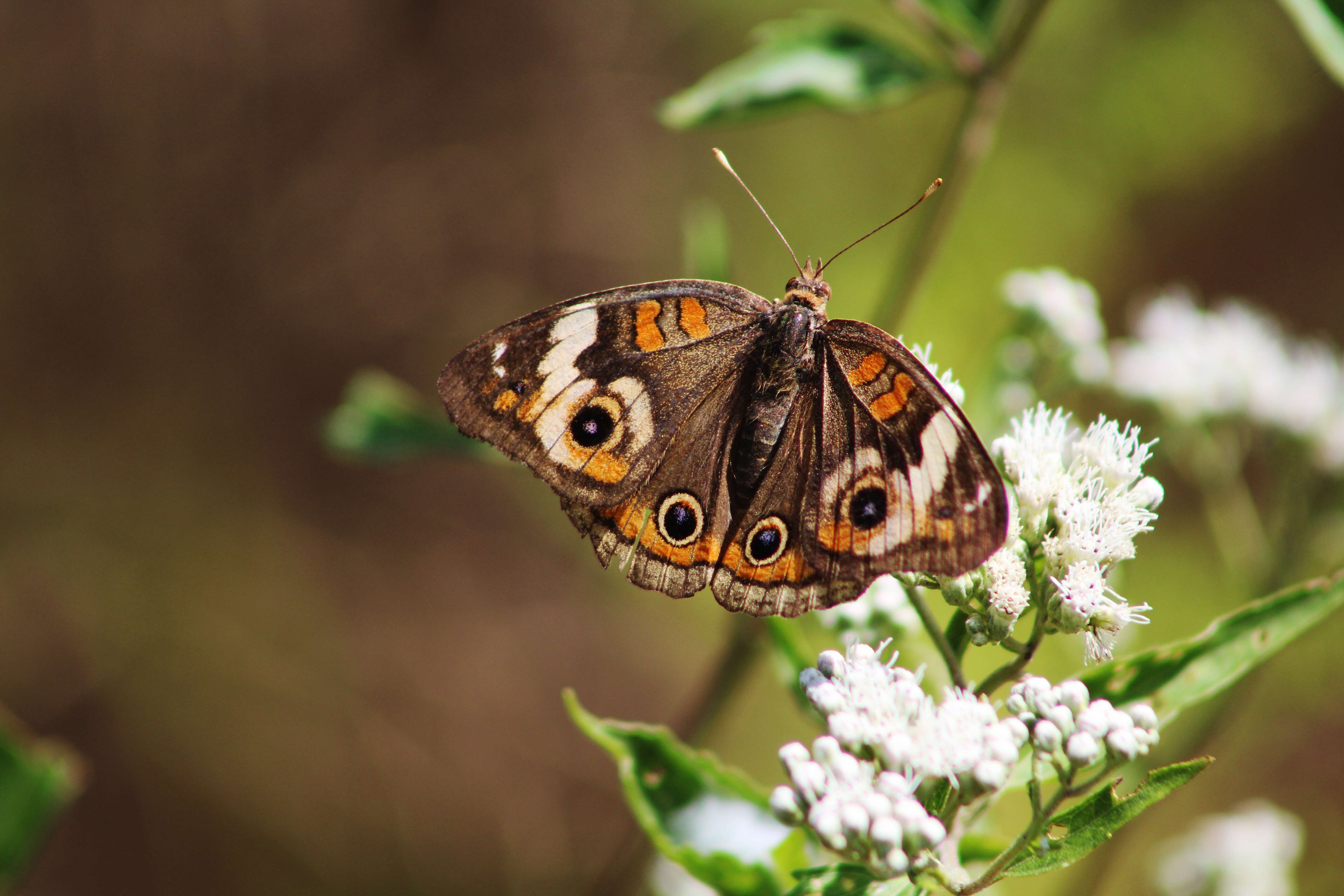 Image of Common buckeye