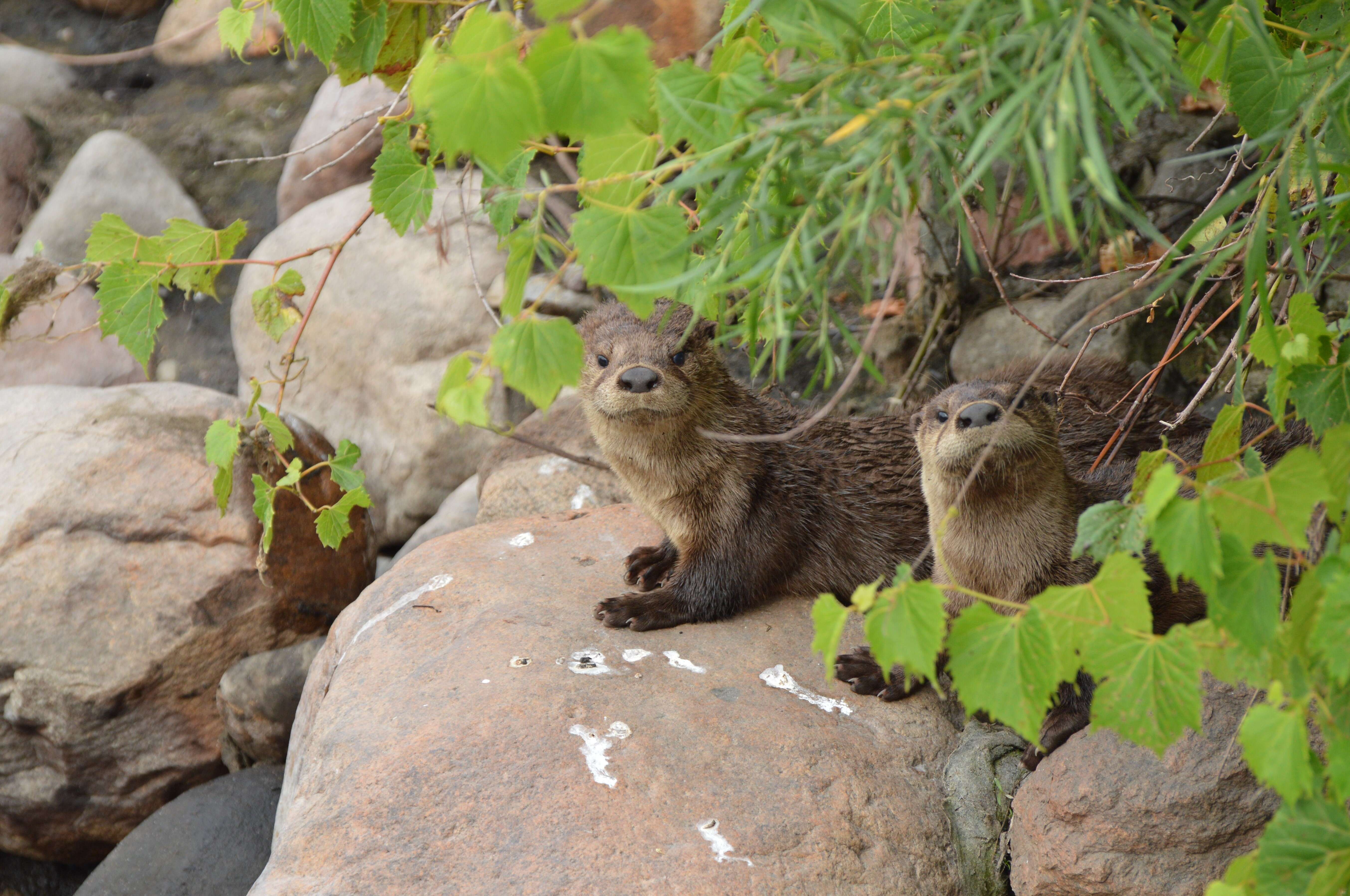 Image of Otter sp.